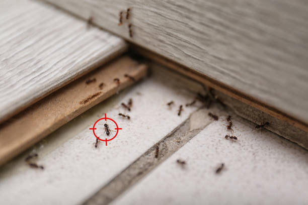 Best Insect Control  in Paulina, LA