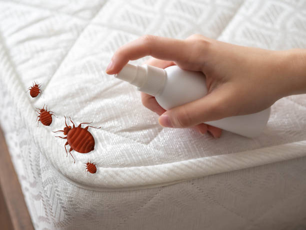 Best Wasp Removal Services  in Paulina, LA